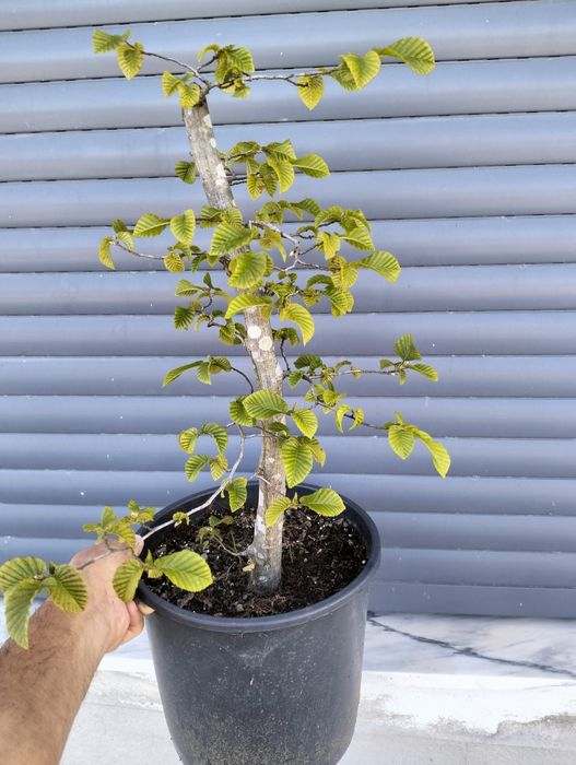 Pré bonsai carpinus betulus
