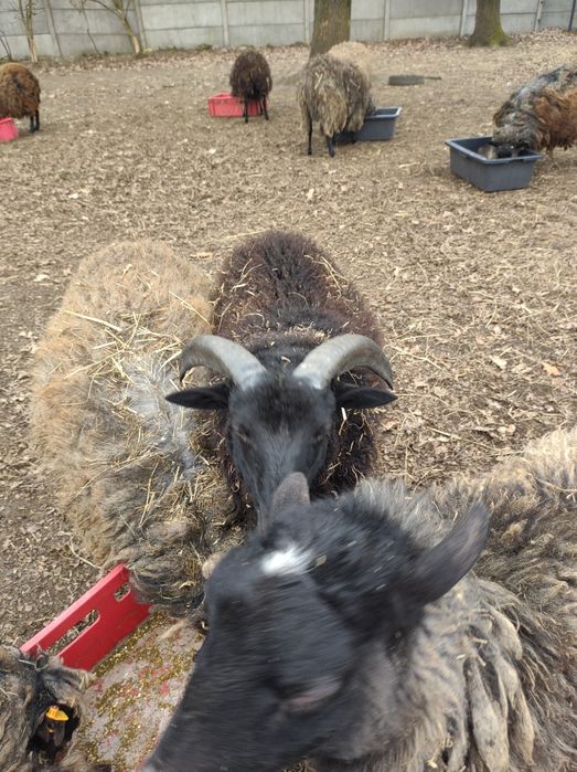 Młody tryk wrzosówki