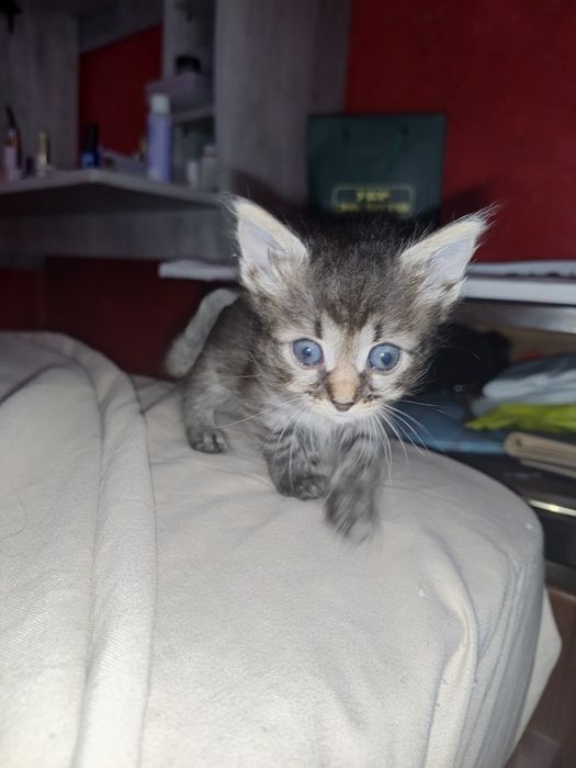 Кошенята безкоштовно.