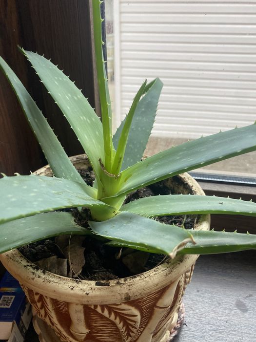 Алоє багато діток та вазони