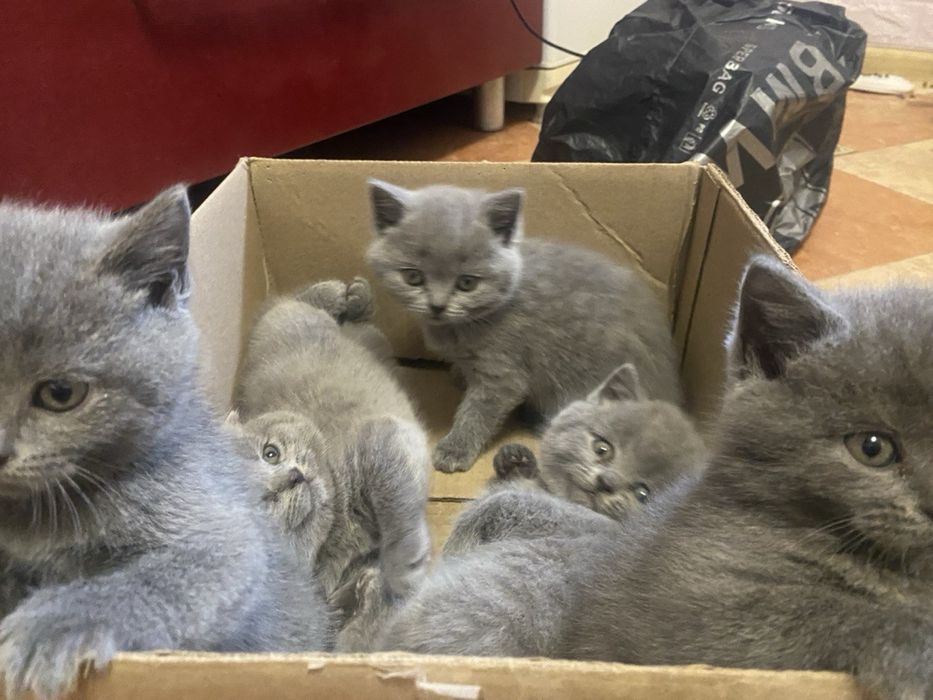 Кошенятка Британці