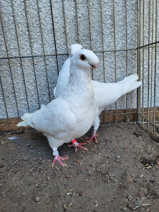 antwerpski wystawowy  para antwerpskie