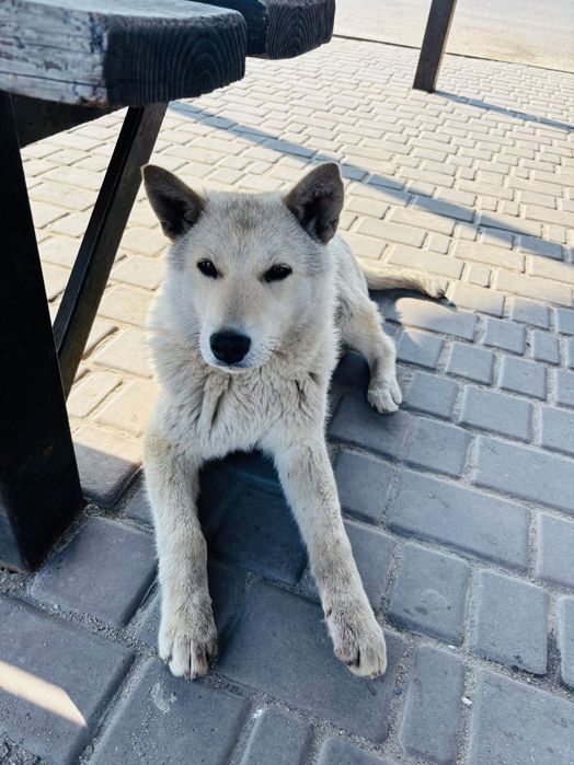 Собачка, 8 місяців (забезпечу кормом)