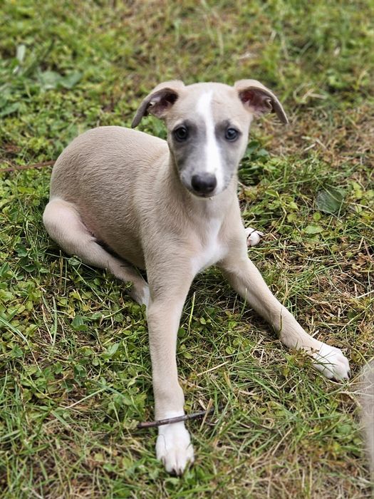 Chart angielski whippet suczka