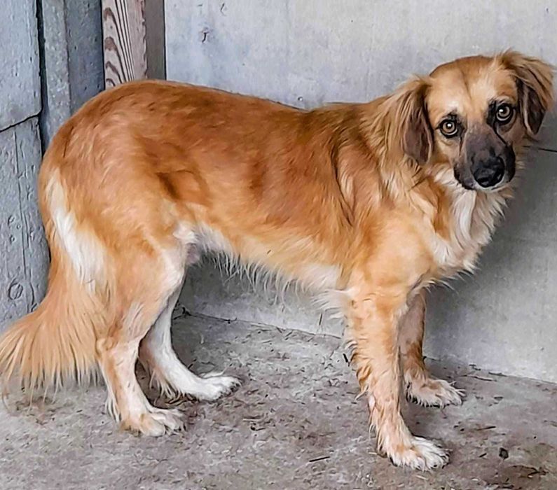 BUENO - młody, delikatny psiak pilnie szuka domu