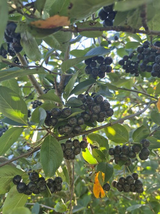 Aronia  owoce  zrywane