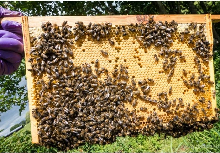 Бджолопакети Buckfast  з доставкою Бакфаст, Карника, Карпатка, Укрстеп