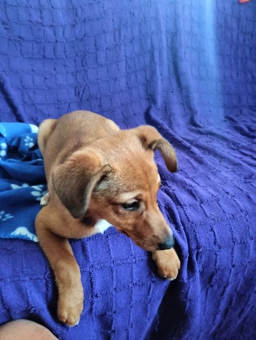 Cão de raça pequena