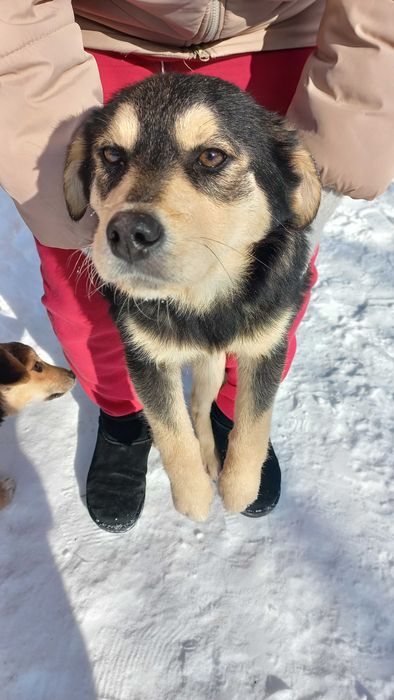 Цуценята, безкоштовно