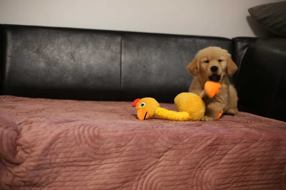 GOLDEN RETRIEVER-po champ., ciemnozłote, amerykańskie linie ZKwP/ FCI