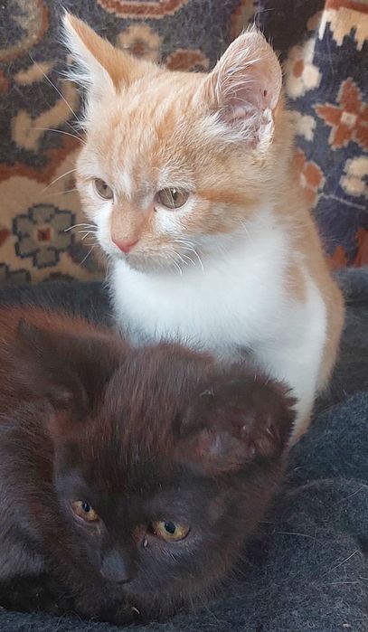 Кошенята 2  місяці безкоштовно