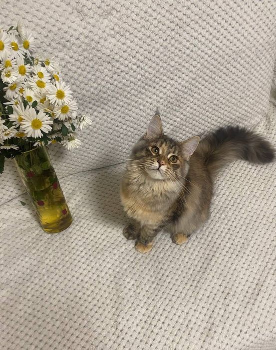 Котики Мейн-кун.