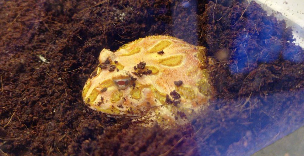 Żaba żabka Rogata sklep zoologiczny pawik