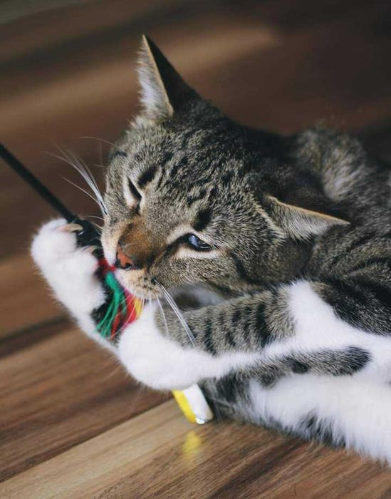 Ogromny, miziasty kocurek HUGON do adopcji za darmo ^-^