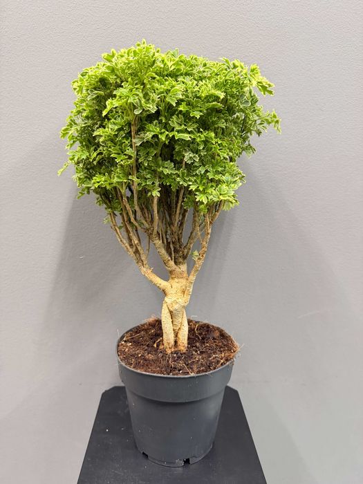 Polyscias Hawaiiana Ming Gold Bonsai