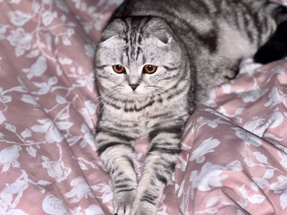 Вязка шотландец вислоухий