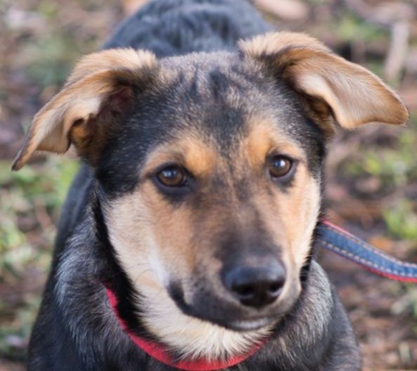 АЛЬФ- Цуценя хлопчик в пошуках родини