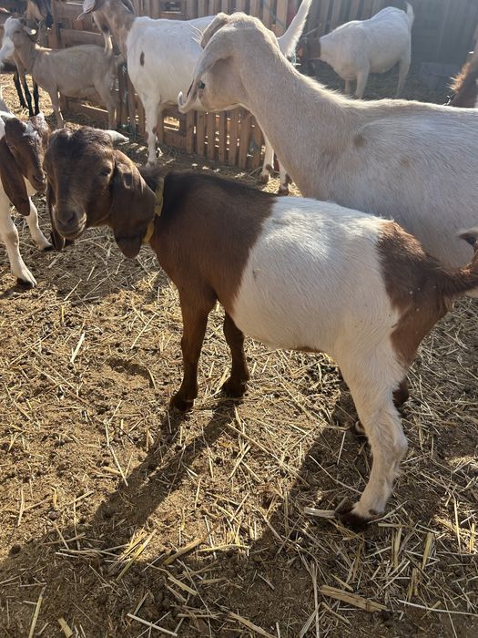 Cabrito Boer……..