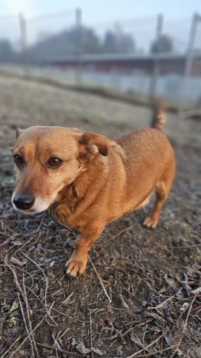 Beza w typie jamniczka szuka domu