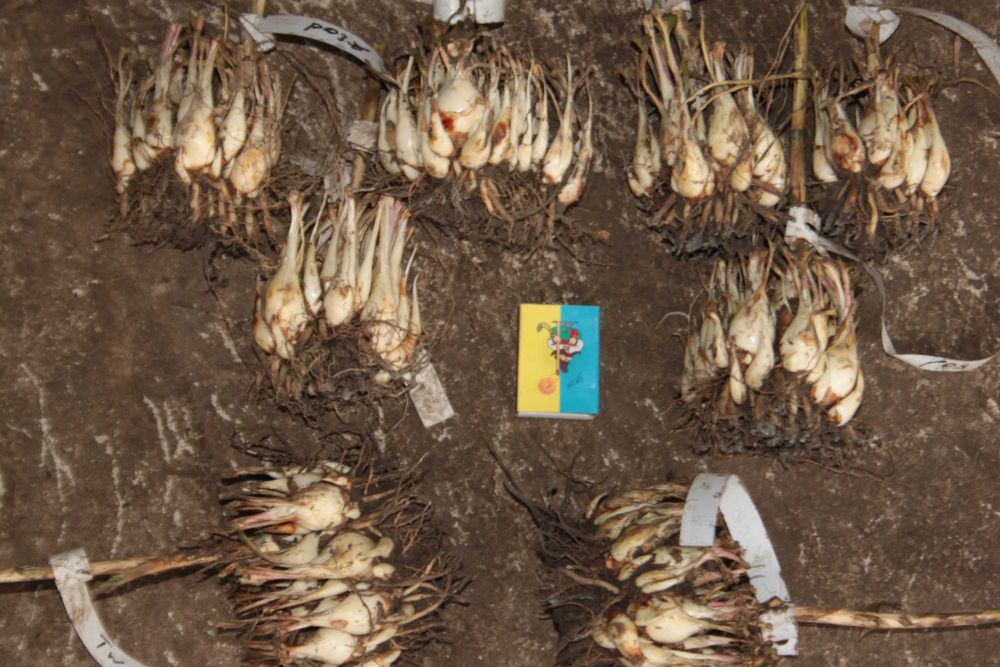 Тубероза. Набір 3 сорти