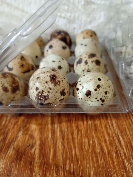 Ovos de codorniz