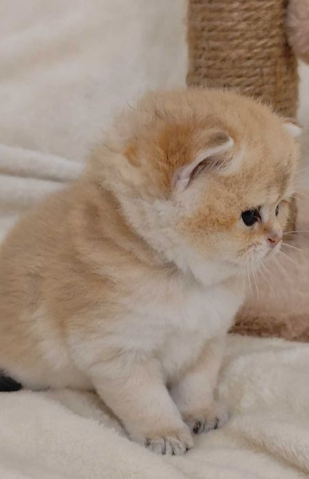 Gatinho Scottish Straight Golden