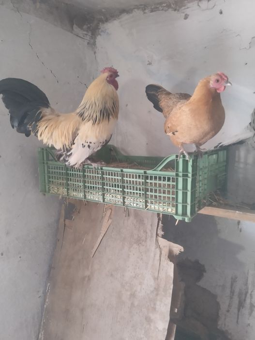 Продам карликовый курей пара