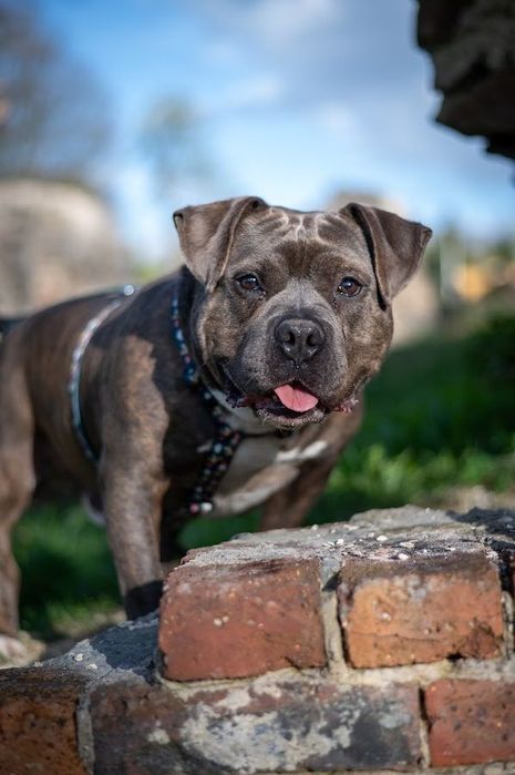 Fajny i przyjazny pies w typie American Bully dla miłośnika rasy. Oddany, łagodny i mądry - szuka domu bez innych zwierząt i małych dzieci.Cudo pies