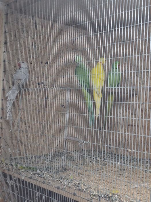 Ring necks para venda/ Faço troca