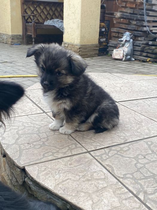 Віддам цуценят в хороші руки