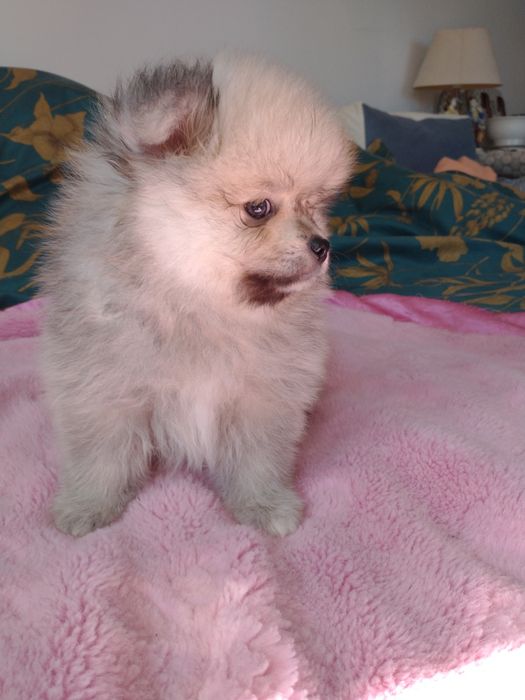 Chłopak Szpiciniaturoey pomeranian