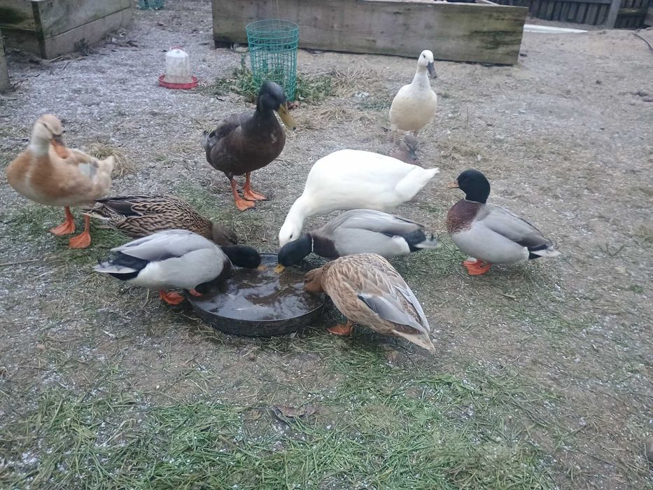 Call duck 3 pary ! Kaczka karzełek !