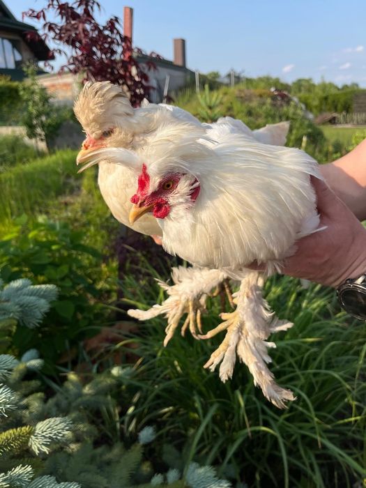 Павлівська біла кури пара