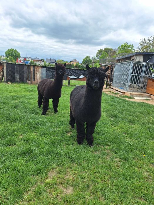 Sprzedam alpaki samce