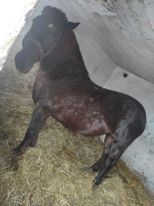 Źrebna klacz pogrubiana