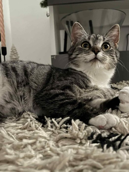 Oddam kotke w dobre ręce