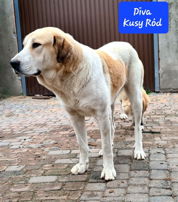 Owczarek środkowoazjatycki FCI