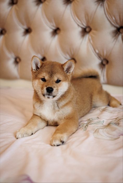 Чарівний міні-хлопчик Шиба Іну/ Сіба/ Shiba документи КСУ, вік 4 місяці.