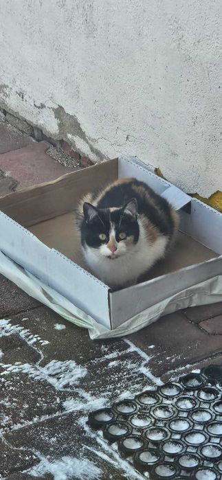 Kicia w potrzebie