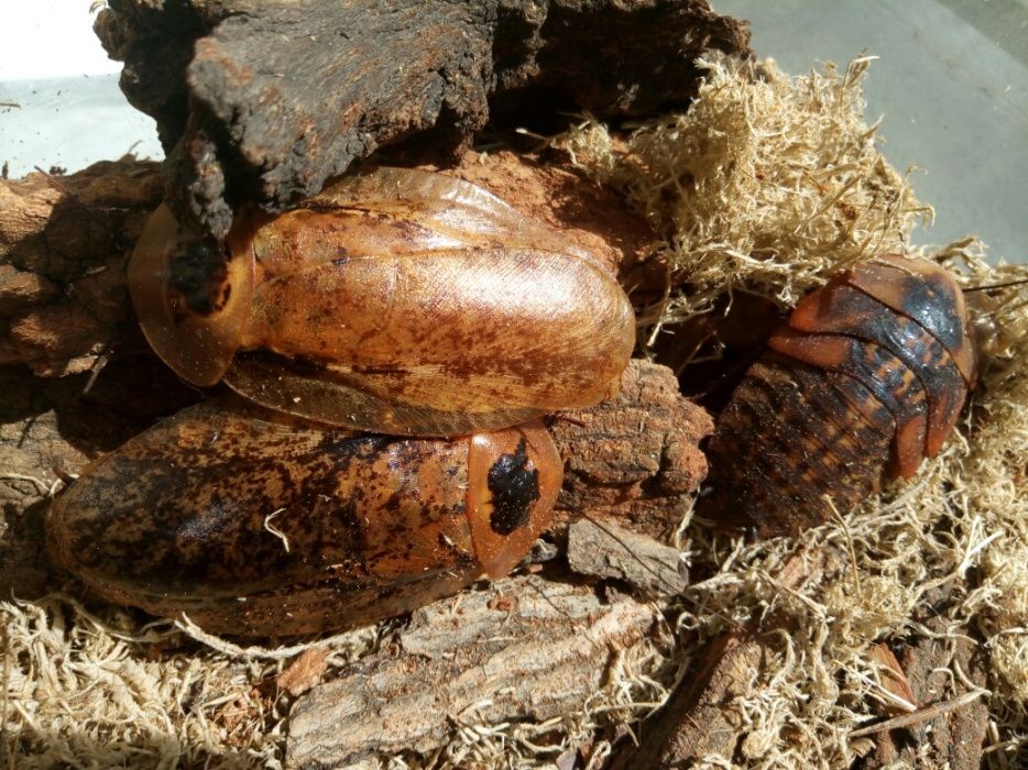 Таракан архимандрит (Archimandrita tesselata)