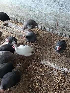 Samce Perliczek. Sprzedam