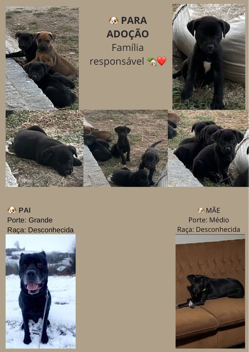 Caes para adopçao