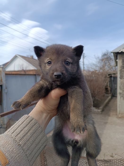 Цуценята в добрі руки