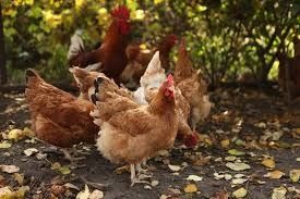 Диканька ! Продам курей несушок! Доставка безкоштовна