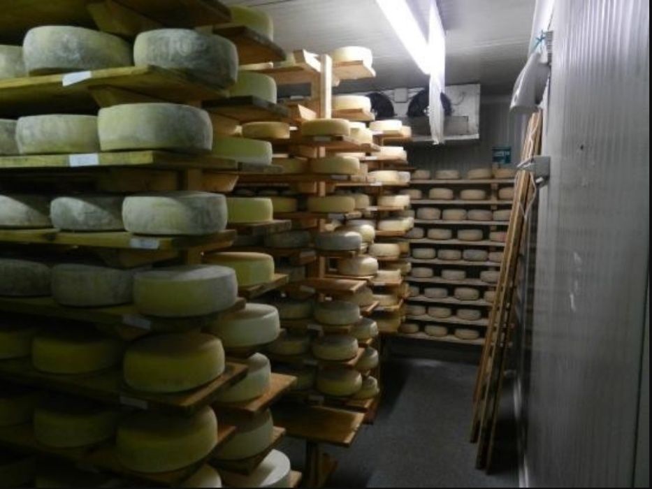 Холодильники промислові для зберігання молочки, камери дозрівання сиру