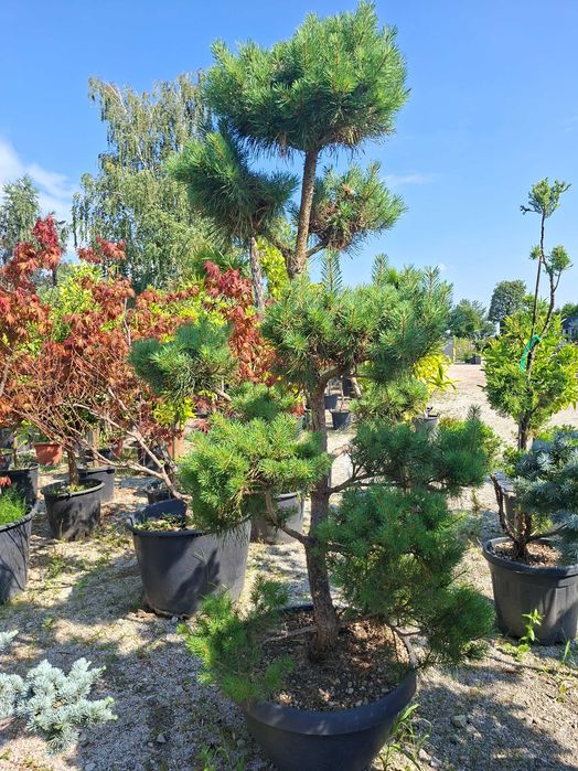 Bonsai m.in. z sosny 'Watereri', DUŻE OKAZY