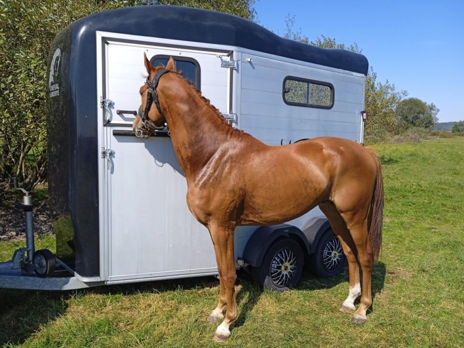 Sprzedam wałacha małopolskiego