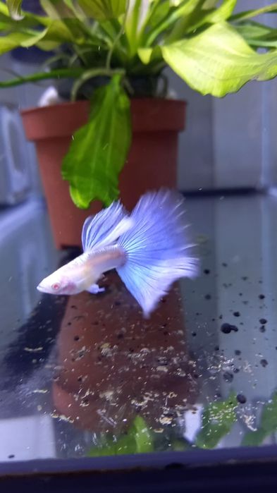 Guppy Sky blue albino
