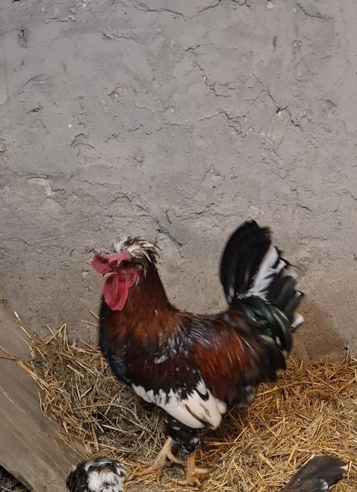 Kogut czubatka / koguty czubatki kury ozdobne