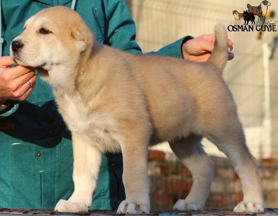 Класнюча дівчинка алабай розплідник